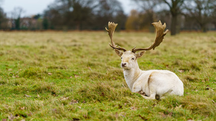 Male Fallow Deer (Dama dama) in winter, taken in UK