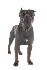 cane corso in studio