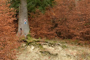 Tree trunk in the forest with trail signs painted on it.