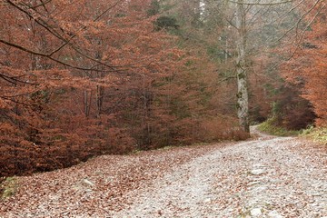 View of a path in the forest with autumn color landscape.