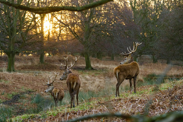 Red deer stag(Cervus elaphus), taken in United Kingdom