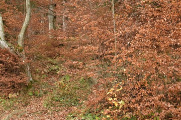 Landscape of autumn in the forest with trees and brown colored leaves on the ground.