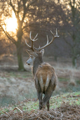 Red deer stag(Cervus elaphus), taken in United Kingdom
