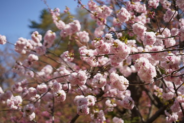 Cherry blossom flower in Japan 