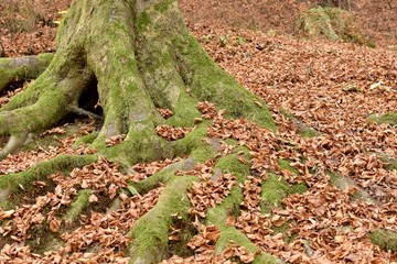 Tree roots full of moss, coming out of the ground in the forest with dry leaves around.