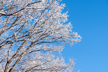 青空に輝く雪の花