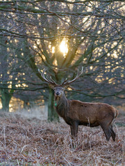 Red deer stag(Cervus elaphus), taken in United Kingdom