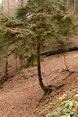 Inclined raised tree in the forest in autumn season.