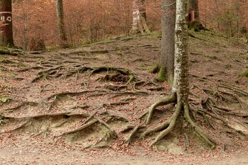 Tree roots coming out of the ground in the forest.