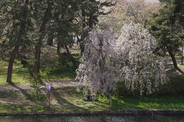 Fototapeta premium Couple under cherry blossom tree by the river
