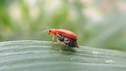 ladybug on leaf