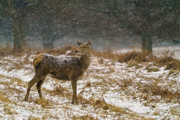 Red deer doe (Cervus elaphus), taken in United Kingdom