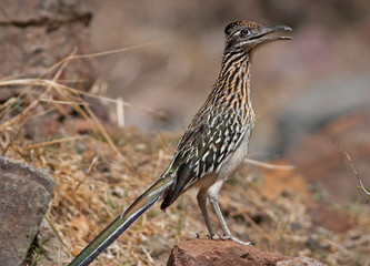 Roadrunner