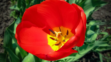 Fototapeta premium Red tulip in the garden close-up