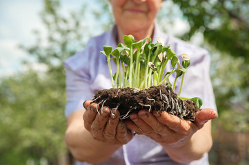 Seedlings in wrinkled hands. Small plant sprouts close up and copy space. The concept of spring planting.