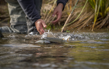Releasing trout