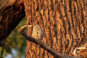 Little Owl (Athene noctua) perched on a large tree branch, taken in the UK