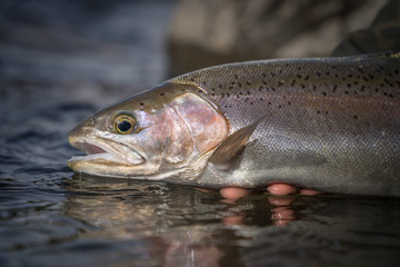 Releasing trout