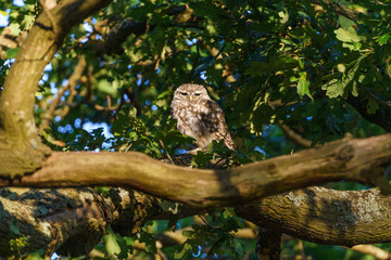 Little Owl (Athene noctua) surrounded by leaves in a tree, taken in the UK