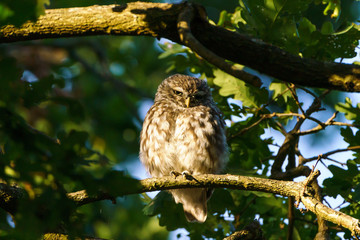 Little Owl (Athene noctua) surrounded by leaves in a tree, taken in the UK
