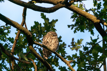 Little Owl (Athene noctua)  perched on a branch in late evening, taken in the UK