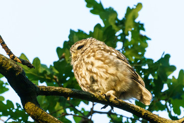 Little Owl (Athene noctua)  perched on a branch in late evening, taken in the UK