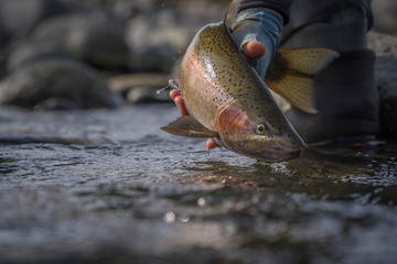 Releasing trout