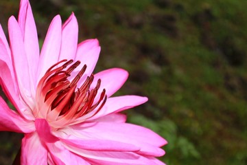 Pink Water lily flower