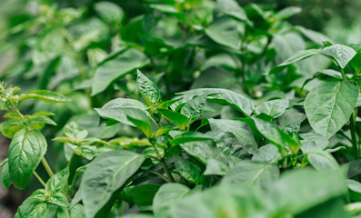 Young seedlings of sweet pepper. Healthy seedlings, organic farming. Close-up.