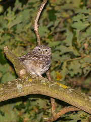 Little owl (Athene noctua)  perched on a branch in late evening, taken in the UK