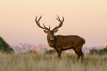 Red deer stag(Cervus elaphus), taken in United Kingdom