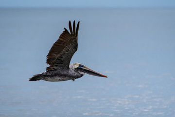Wild Brown Pelican bird flying over the sea.