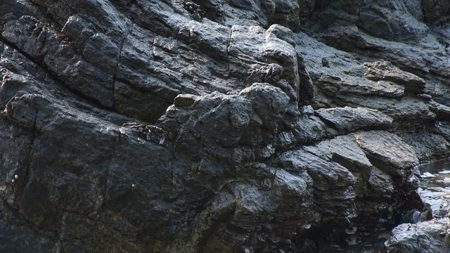 Sea crabs climb on large stones.