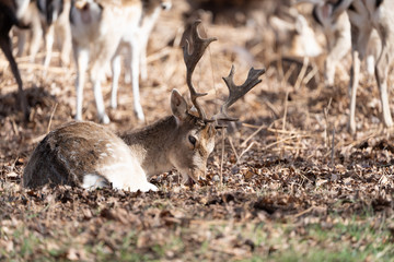 Male Fallow Deer (Dama dama) in spring, taken in UK