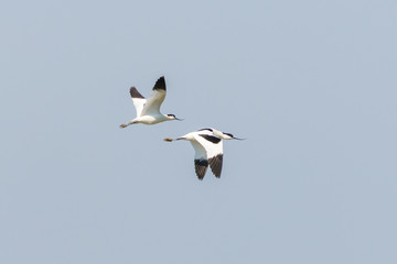 Fototapeta na wymiar Pied Avocet (Recurvirostra avosetta) in flight, taken in the UK
