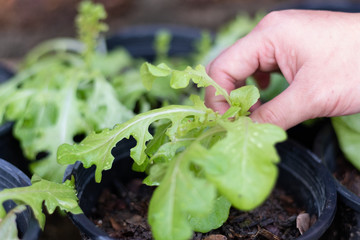 Hand Harvesting Fresh organic healthy green vegetable lettuce mix preparing for salad food from garden.