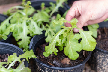 Hand Harvesting Fresh organic healthy green vegetable lettuce mix preparing for salad food from garden.