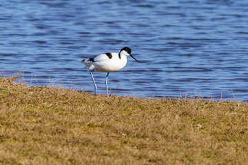 Pied Avocet (Recurvirostra avosetta)