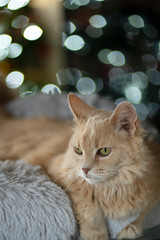 Christmas beige cat portrait. New year garland bokeh