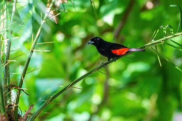 Passerini's Tanager (Ramphocelus passerinii) male with pure black body and red rump, taken in Costa Rica