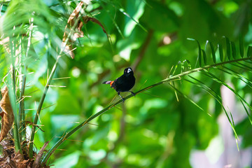 Passerini's Tanager (Ramphocelus passerinii) male with pure black body and red rump, taken in Costa...