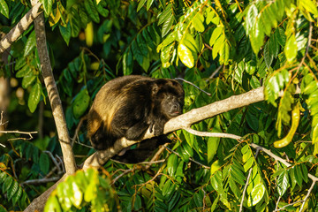 Howler Monkey (Alouatta guariba) taken in Costa Rica