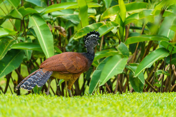 Obraz premium Great Curassow (Crax rubra) female, taken in Costa Rica