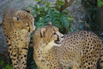 二頭のチーター