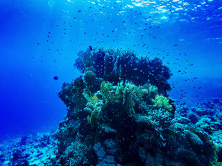 Fototapeta na wymiar colorful corals and exotic fishes at the bottom of the Red sea. beautiful natural summer background