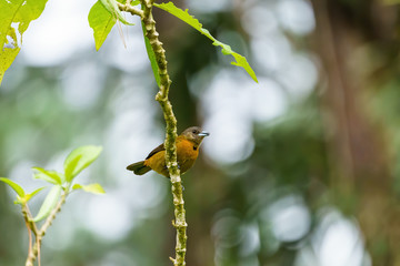 Passerini's Tanager (Ramphocelus passerinii) female with orange front and grey head and back, taken in Costa Rica