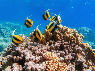 Obraz premium colorful corals and exotic fishes at the bottom of the Red sea. beautiful natural summer background