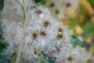 Fluffy plant seeds, shrub, bush with beautiful white feathery seed, nature outdoors