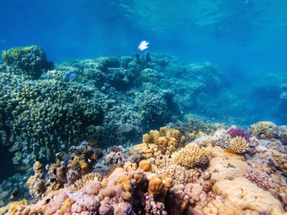 colorful corals and exotic fishes at the bottom of the Red sea. beautiful natural summer background