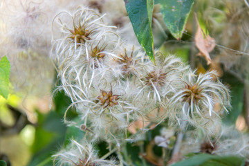 Fluffy plant seeds, shrub, bush with beautiful white feathery seed, nature outdoors